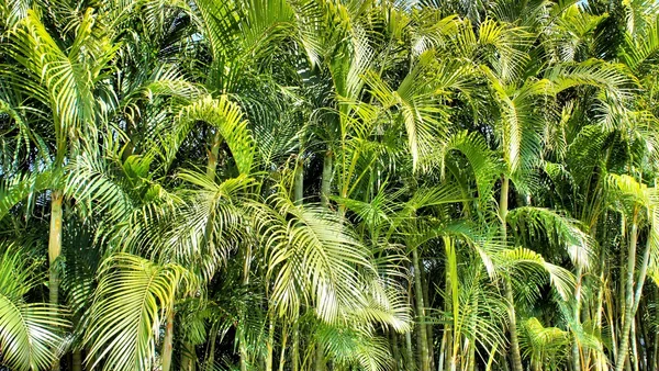 Jasny zielony tropikalnych lasów deszczowych. Palawan wyspa . — Zdjęcie stockowe