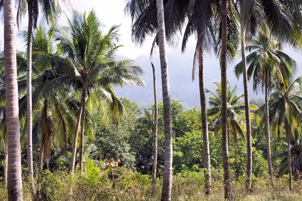 Fazenda. Coqueiros. Trópicos. Ilha Palawan. Filipinas . — Fotografia de Stock