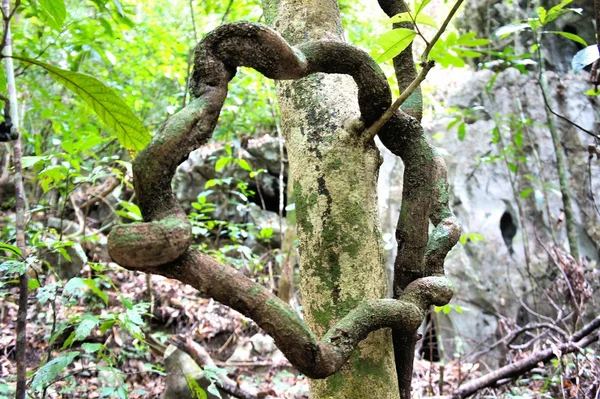 Ramo sinuoso di un albero tropicale. Filippine . — Foto Stock