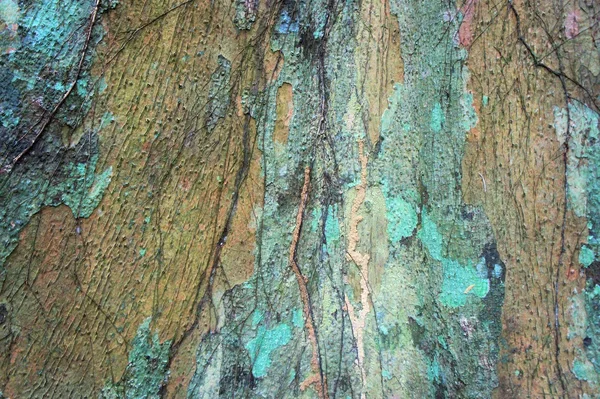 Ο φλοιός του μια παλιά τροπικό δέντρο. Φιλιππίνες. Τροπικές περιοχές. — Φωτογραφία Αρχείου