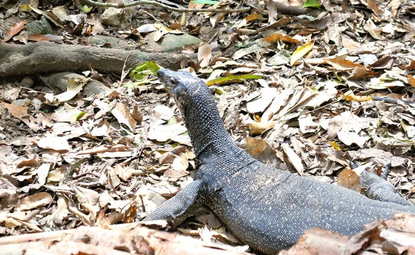 Monitor Lizard moves in the jungle . Philippines. Palawan Island . — Stock Photo, Image