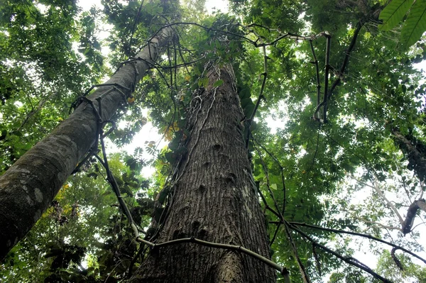 A törzs egy hatalmas trópusi fa. Palawan-sziget. Fülöp-szigetek. — Stock Fotó
