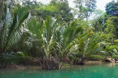 Parlak yeşil tropikal yağmur ormanları. Palawan Adası .