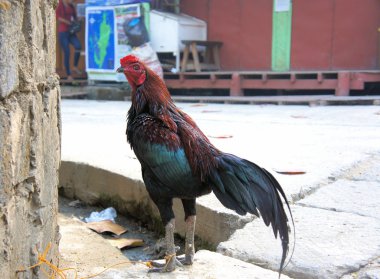 Dövüş horozu ile bir ip bağladılar. Savaş için hazırla. Filipinler. Spor.