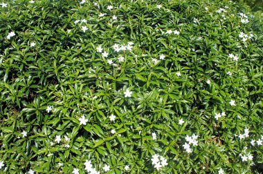 Parlak yeşil tropikal yağmur ormanları. Palawan Adası .