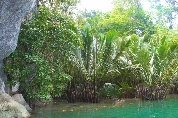 Ljusa gröna tropiska regnskogen. Palawan Island . — Stockfoto
