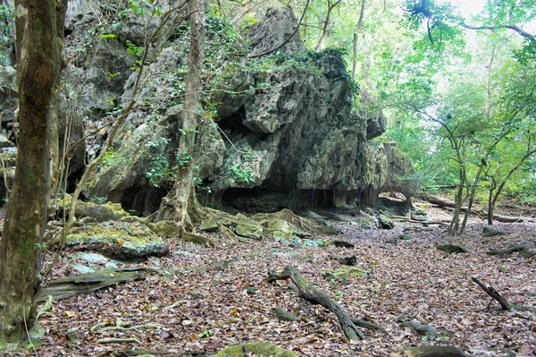 Karst oluşumları ve sarmaşıklar Palawan Adası rezerv. Filipinler — Stok fotoğraf