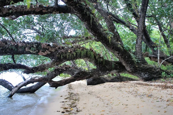 Stammen av en enorm tropisk träd. Palawan ön. Filippinerna. — Stockfoto