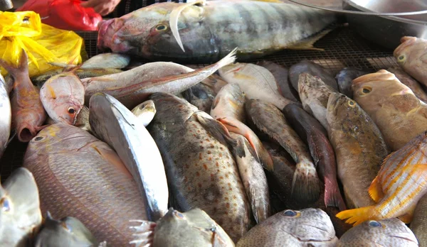 Vis voor verkoop op de openbare markt. Filippijnen. Palawan Island. — Stockfoto