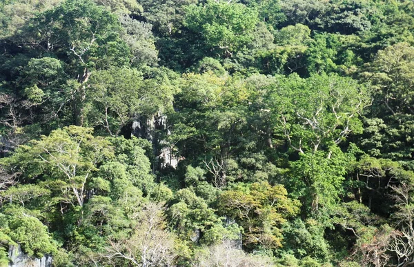 Parlak yeşil tropikal yağmur ormanları. Palawan Adası . — Stok fotoğraf