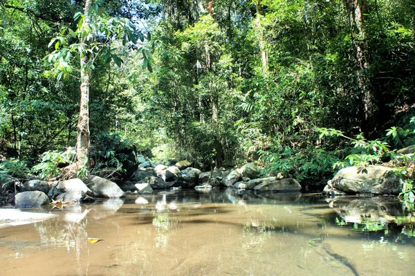 Liten damm i den tropiska djungeln. Palawan ön. Filippinerna. — Stockfoto