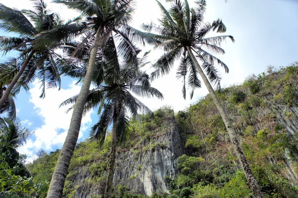 Bela folhagem verde de árvores. Trópicos. Filipinas . — Fotografia de Stock