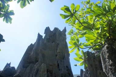 Bbright yeşil tropikal yağmur ormanları. Filipinler. Palawan Adası tam yeşil tropikal yağmur ormanları. Filipinler. Palawan Adası .