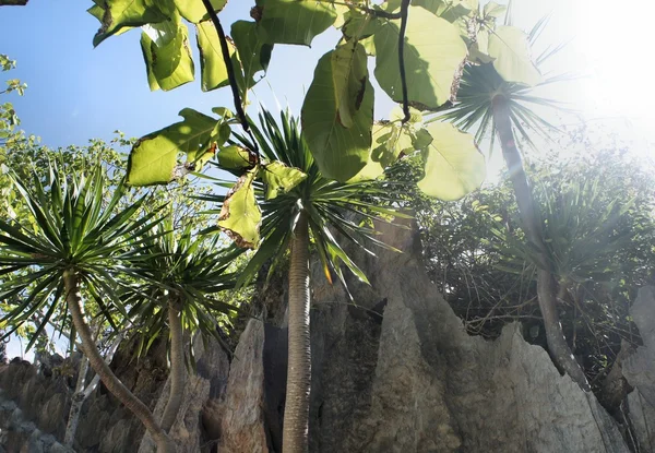 Bbright yeşil tropikal yağmur ormanları. Filipinler. Palawan Adası tam yeşil tropikal yağmur ormanları. Filipinler. Palawan Adası .