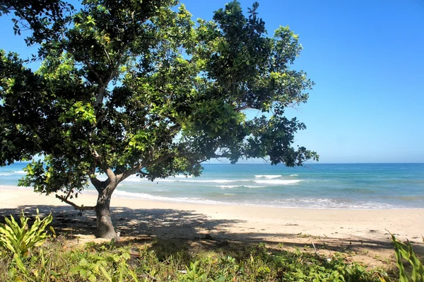 Güzel plaj beyaz kum, deniz ve ağaçlar. Filipinler.