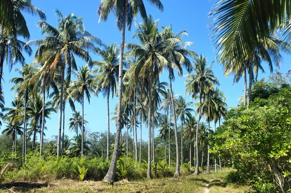 Tropical landscape . Farm of coconut trees . Philippines. — Stock Photo, Image