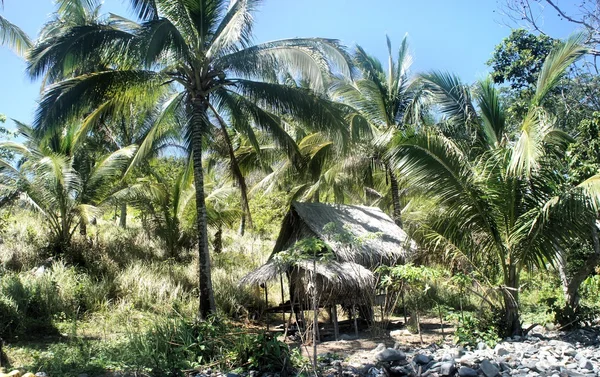 Fazenda. Coqueiros. Trópicos. Ilha Palawan. Filipinas . — Fotografia de Stock