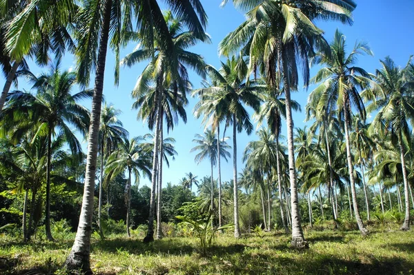 농장입니다. 코코넛 나무입니다. 열 대입니다. 팔 라 완 섬입니다. 필리핀. 로열티 프리 스톡 사진