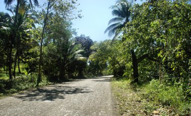 Yolun yağmur ormanları aracılığıyla. Filipinler.