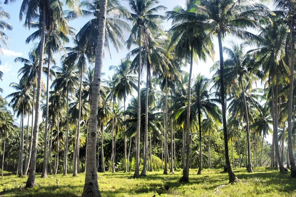 농장입니다. 코코넛 나무입니다. 열 대입니다. 팔 라 완 섬입니다. 필리핀. 스톡 사진