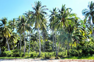 çiftlik. Hindistan cevizi ağaçları. Tropics. Palawan Adası. Filipinler.