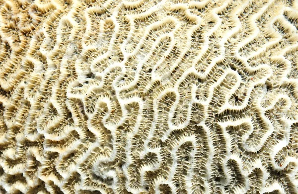 arka plan. taşlar ve kayalar. Doğa Fotoğraf