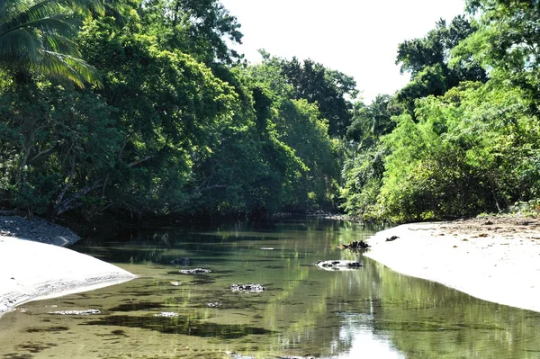 Mangrove vid stranden av en tropisk flod. Filippinerna. — Stockfoto