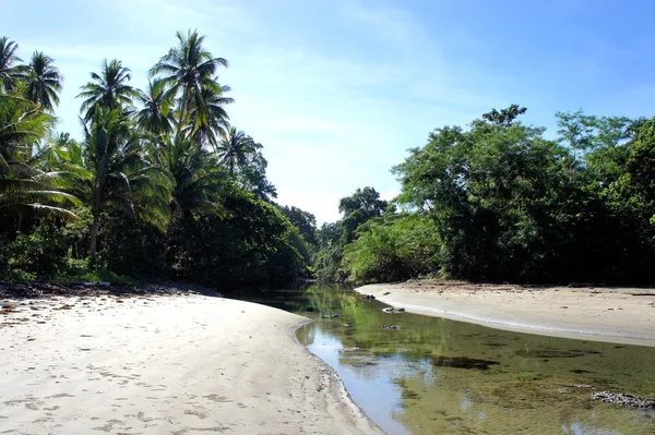 Мангровые заросли на берегу тропической реки. Филиппины . — стоковое фото