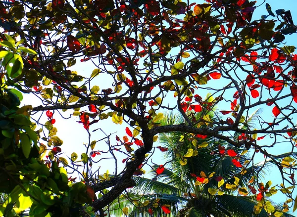 밝은 녹색 열 대 원시 우림 필리핀입니다. 팔 라 완 섬 . — 스톡 사진