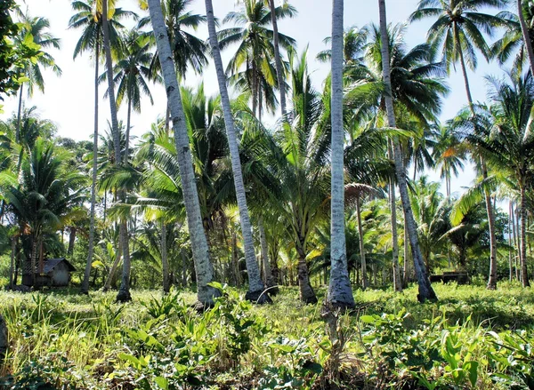 Fazenda. Coqueiros. Trópicos. Ilha Palawan. Filipinas . — Fotografia de Stock