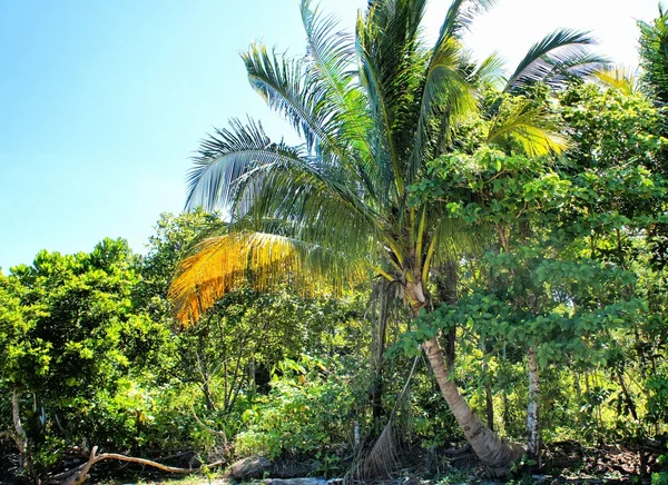 Gård. kokospalmer. tropikerna. Palawan ön. Filippinerna. — Stockfoto