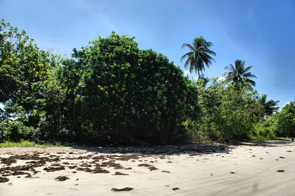 La bellissima spiaggia di sabbia bianca, il mare e gli alberi. Filippine — Foto Stock