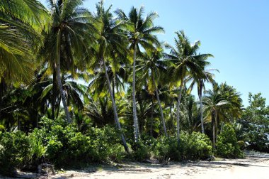 Farm. Coconut trees. Tropics. Palawan Island. Philippines. clipart