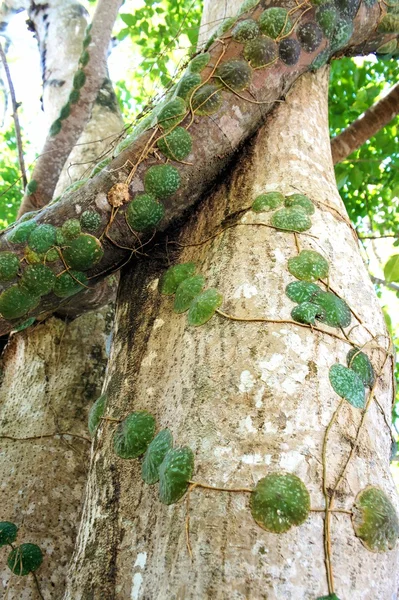 Pnia ogromne drzewa tropikalne. Wyspie Palawan. Filipiny. — Zdjęcie stockowe
