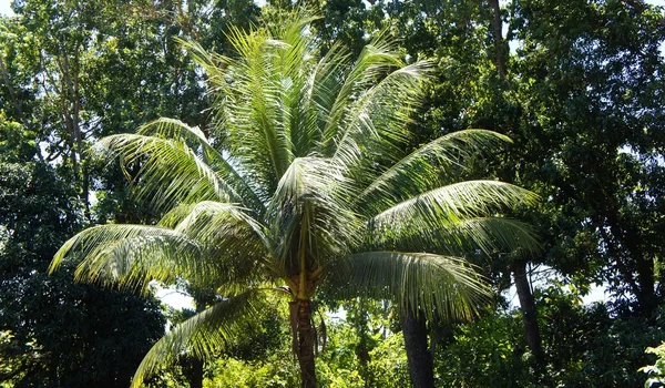 熱帯の木の緑のクローネ。フィリピン — ストック写真