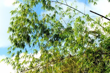 Tropik bir bitki yaprakları. Arka plan.