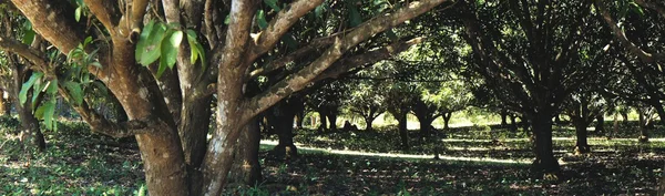 Il giardino degli alberi da frutto. Mango. Tropici. Filippine . — Foto Stock