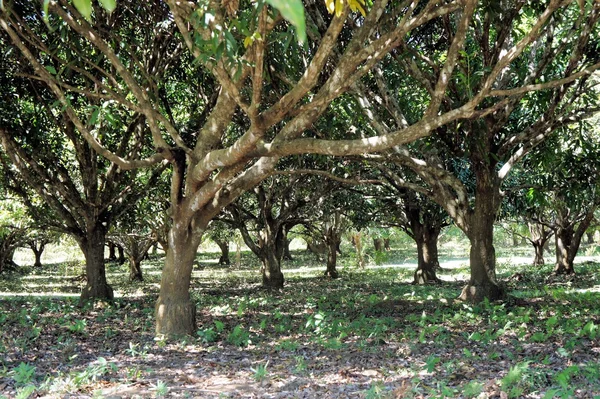 果物の木の庭。マンゴー。熱帯地方。フィリピン. — ストック写真