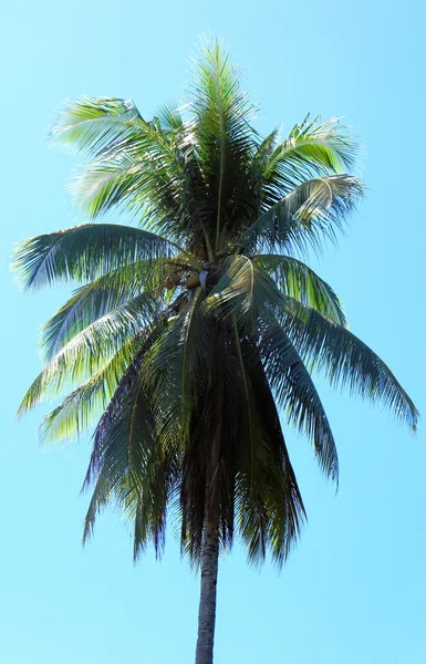 Green krone of a tropical tree . Philippines — Stock Photo, Image