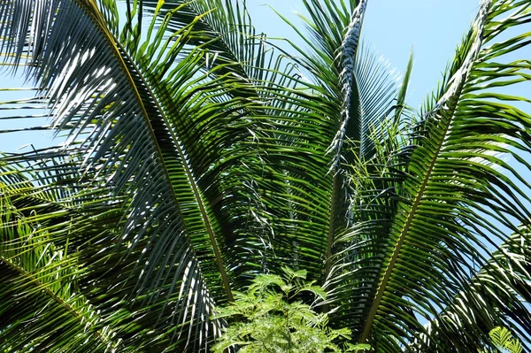 Bladeren van een tropische plant. Abstracte achtergrond. — Stockfoto