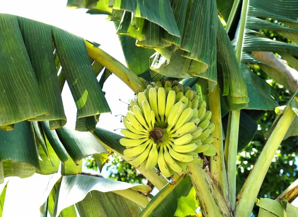 Um grande bando de bananas numa bananeira. Filipinas . Fotos De Bancos De Imagens Sem Royalties