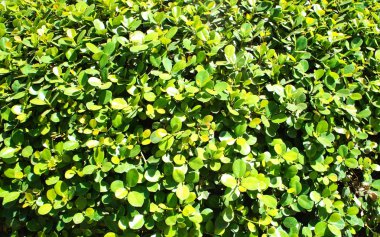 Tropik bir bitki yaprakları. Arka plan.