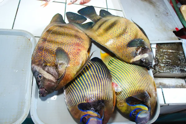 Kleurrijke vissen te koop in de openbare markt. — Stockfoto