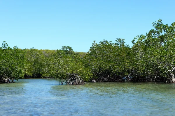 Mangrov orman deniz kenarı