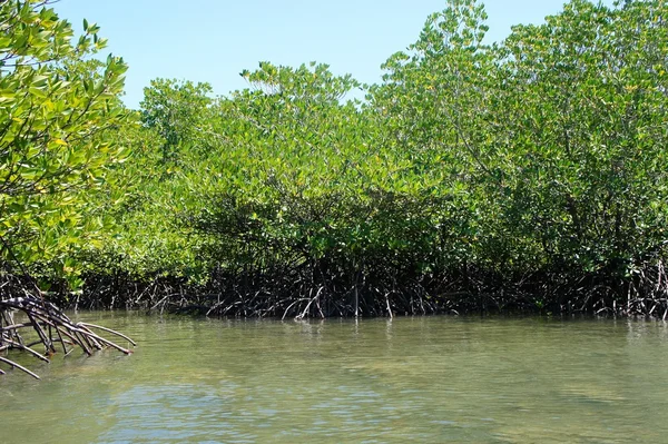 Mangrov orman deniz kenarı