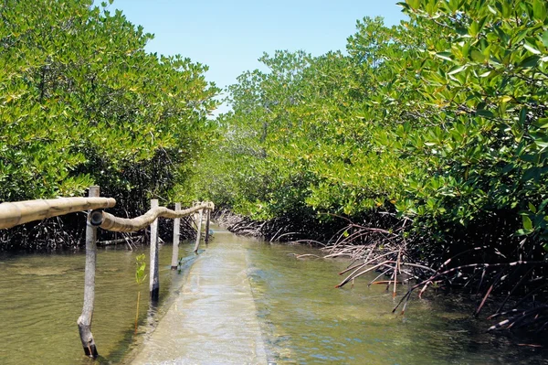 Mangrov orman deniz kenarı