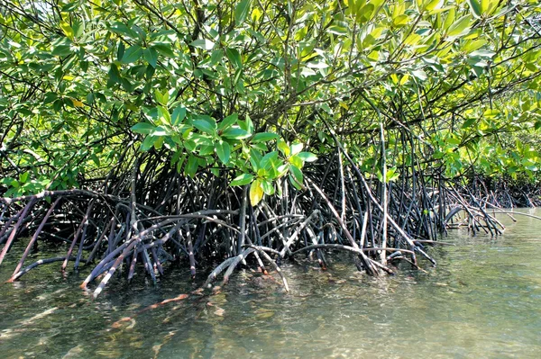 Mangrov orman deniz kenarı