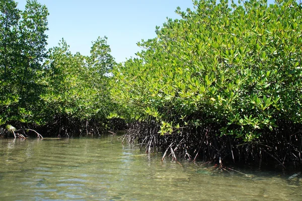 Mangrov orman deniz kenarı