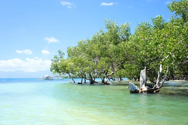 Mangrovenwald an der Küste — Stockfoto