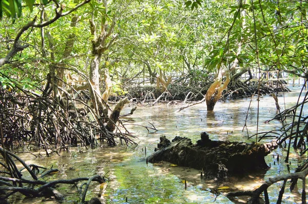 Мангровые леса на побережье — стоковое фото